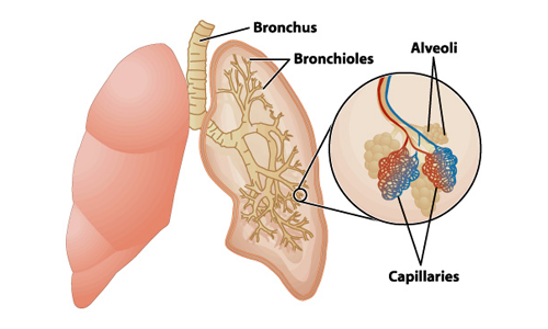 Anatomy of the lungs