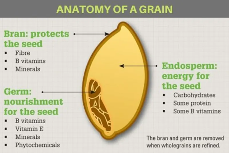 Anatomy of a grain