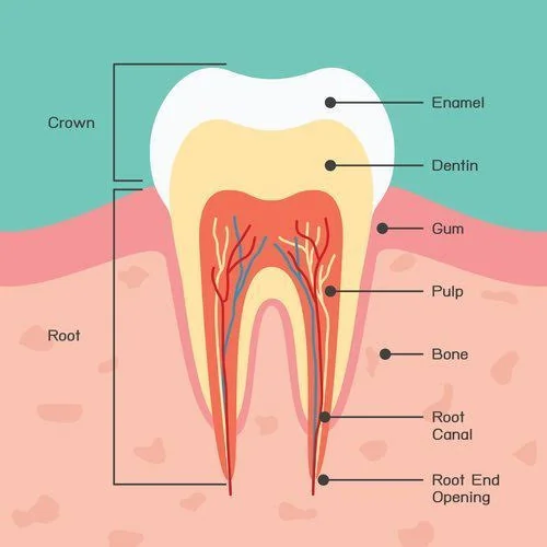 Anatomy of a tooth