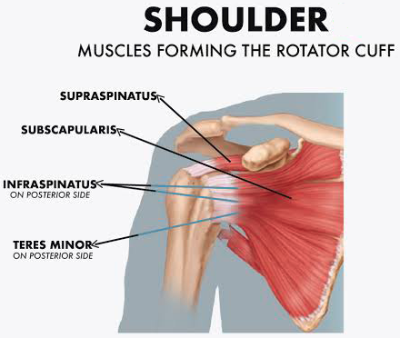Shoulder