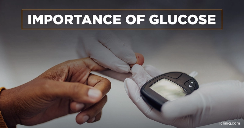 Importance of Glucose Importance of Glucose