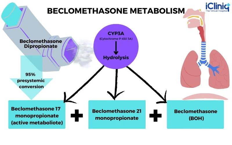 beclomethasone-metabolism beclomethasone-metabolism