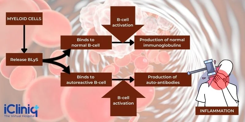 Belimumab Work