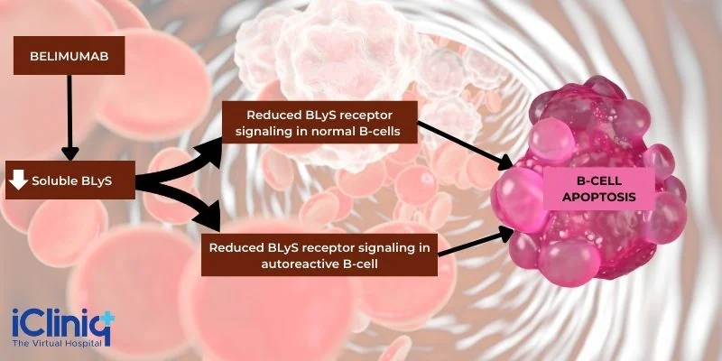 Belimumab Work