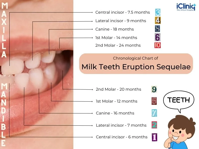 chronological-chart-of-eruption-age-of-each-milk-tooth chronological-chart-of-eruption-age-of-each-milk-tooth