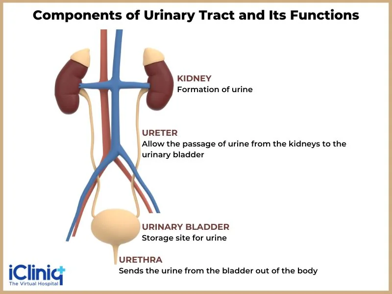 components-of-the-urinary-tract-and-their-function components-of-the-urinary-tract-and-their-function
