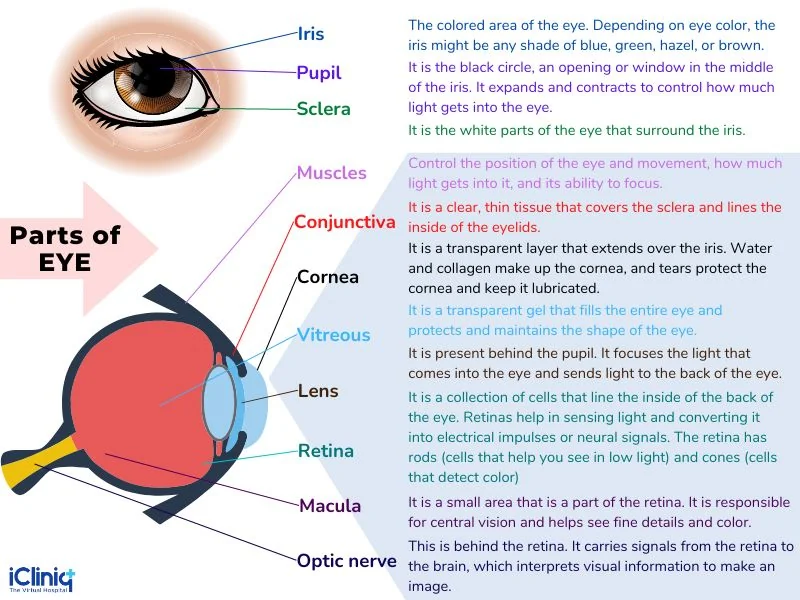 Different Parts of the Eye Different Parts of the Eye