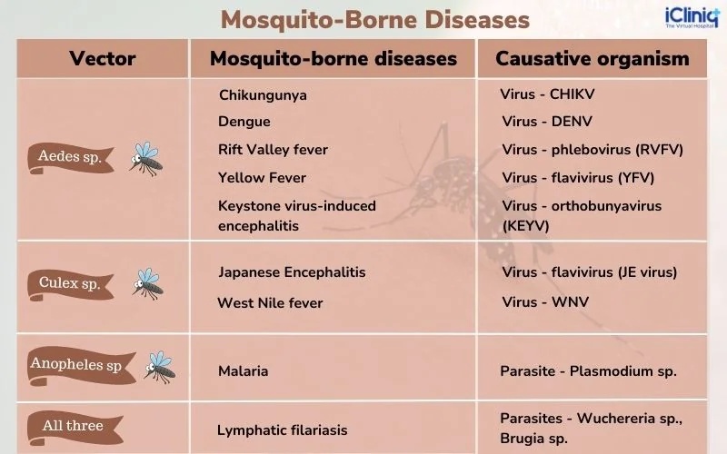 What Are the Illnesses Transmitted by Mosquitoes What Are the Illnesses Transmitted by Mosquitoes
