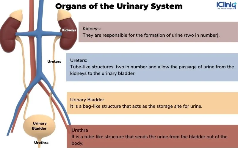 organs-of-the-urinary-system organs-of-the-urinary-system