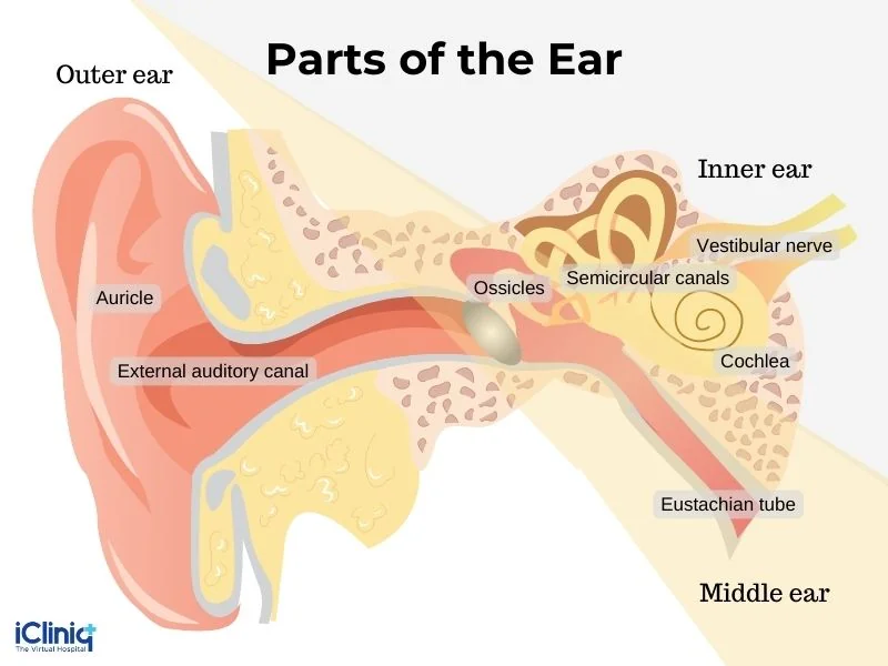 parts-of-the-ear