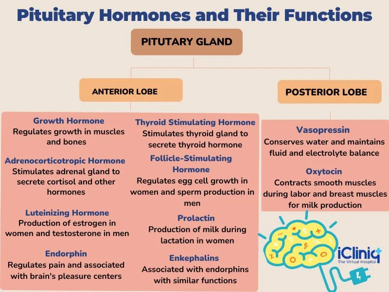 pitutary-hormones-and-their-functions