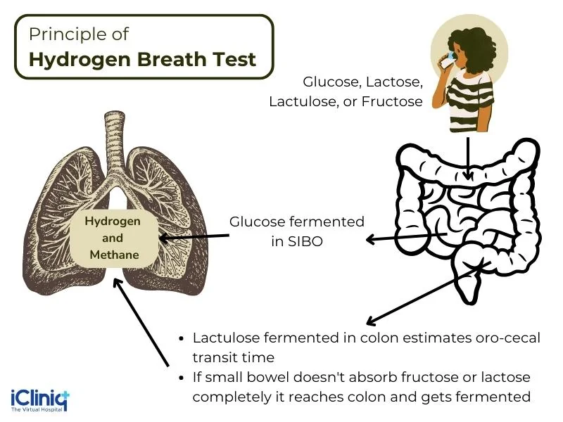 principle-of-hydrogen-breath-test