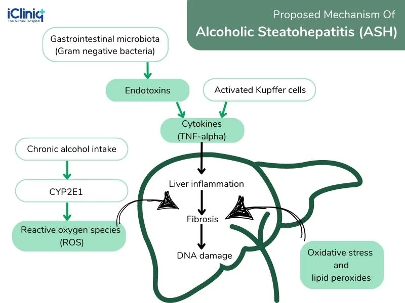 proposed-mechanism-of-alcoholic-steatohepatitis