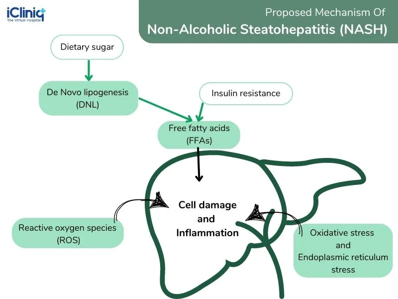 proposed-mechanism-of-non-alcoholic-steatohepatitis