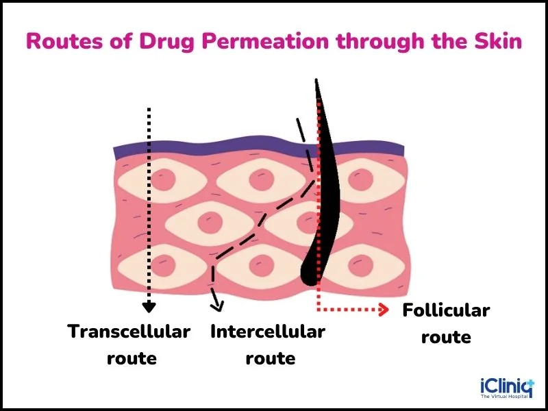 routes-of-drug-permeation-through-the-skin routes-of-drug-permeation-through-the-skin