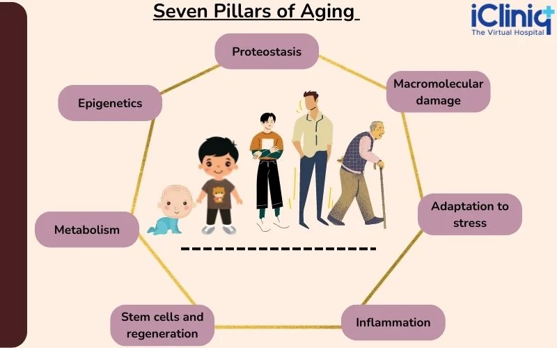 Seven Pillars of Aging Seven Pillars of Aging