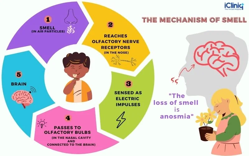 the-mechanism-of-smell the-mechanism-of-smell