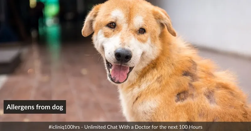 What Are The Methods Of Getting Rid Of Dog Allergens From Home 